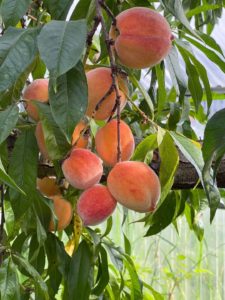 Apricot fruit ripening on tree in Alaska Greenhouse