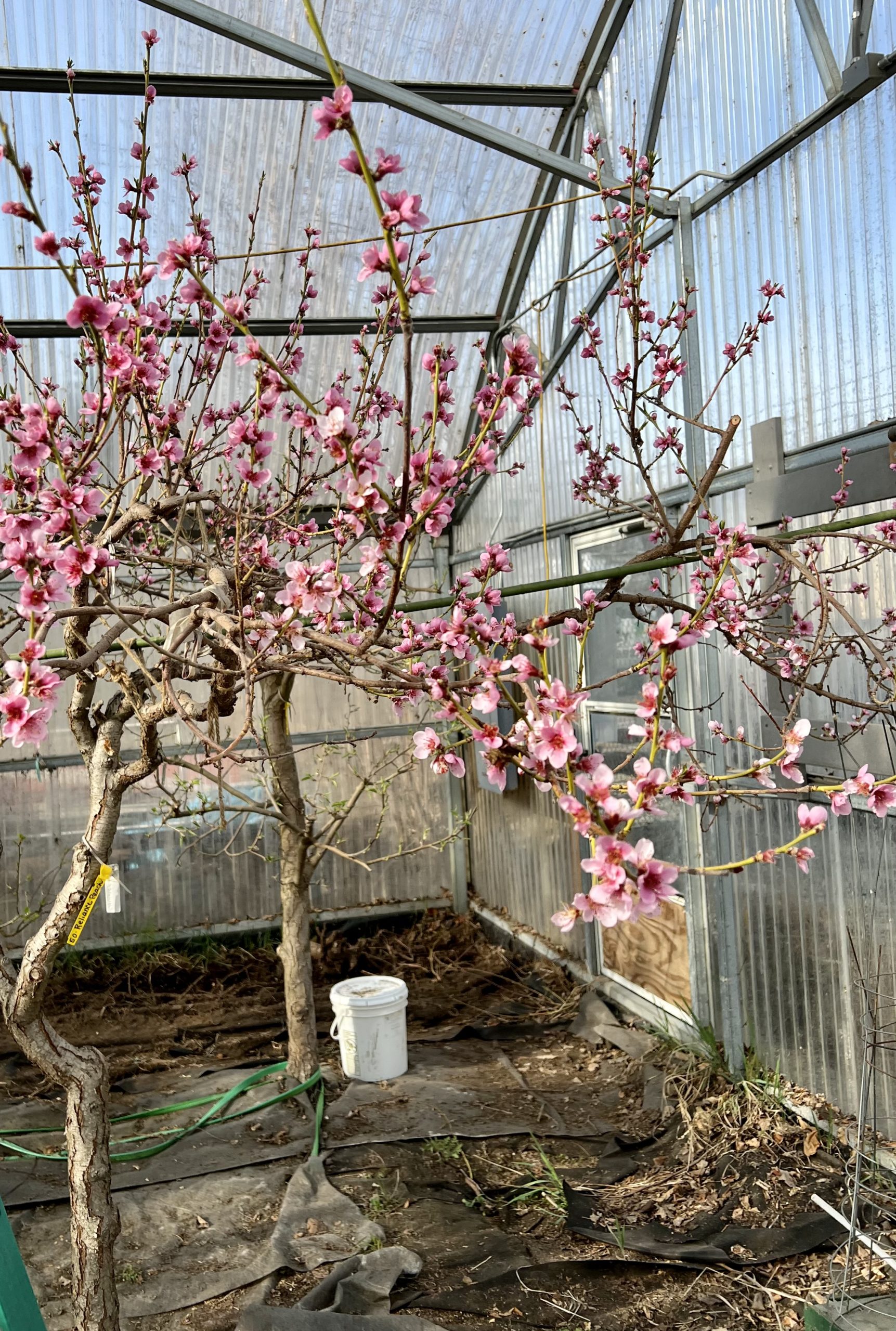 Reliance Peach Tree in bloom at Greenhouse of Friends of Boyer’s Orchard in Anchorage Alaska