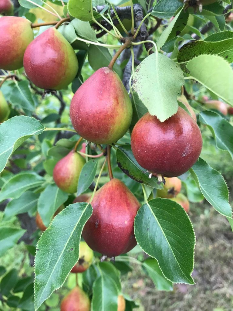 Ripe Pears in the orchard